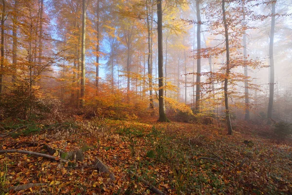 Geheimnisvoller Morgennebel im herbstlichen Wald — Stockfoto