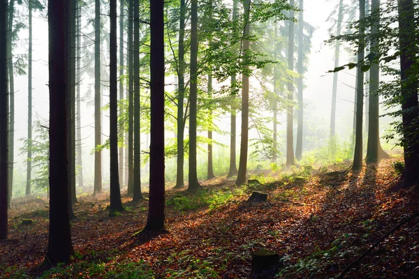 Agains güneş ışınları bir ormandaki ağaç siluetleri — Stok fotoğraf