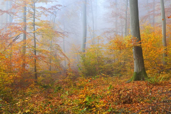秋の森の神秘的な朝の霧 — ストック写真