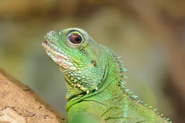 Asiatico drago d'acqua in ambiente naturale — Foto Stock