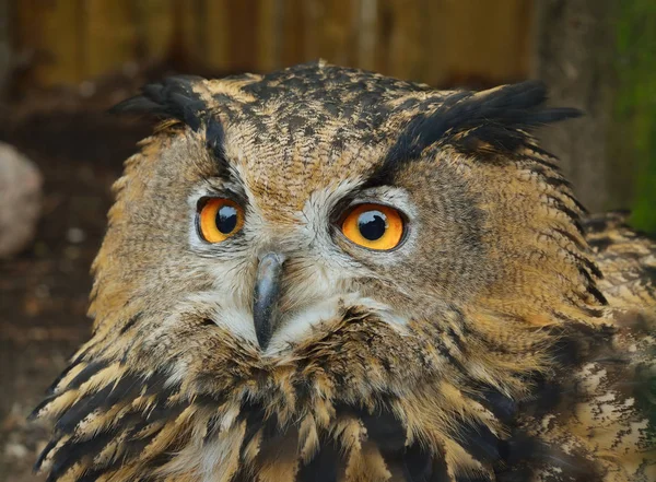 Doğal ortamda Avrasya kartal baykuş