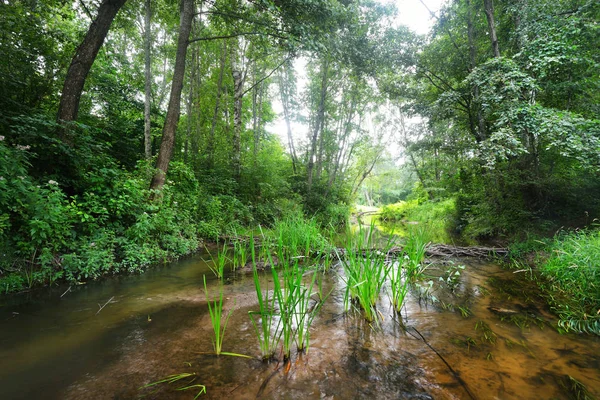 Forest river in Latvia — Stock Photo, Image