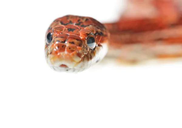 Colorato rosso serpente erba esotica — Foto Stock