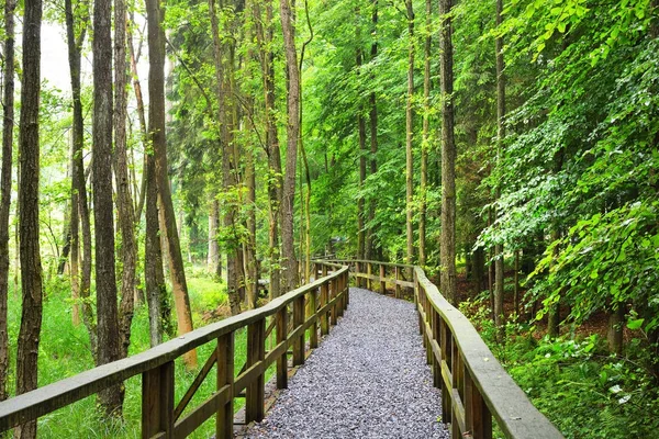Un chemin à travers la forêt de hêtres verts avec brume — Photo