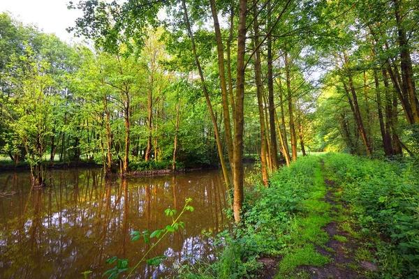 Un sendero forestal cerca de un río en el bosque verde —  Fotos de Stock