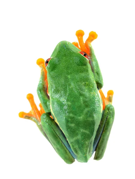 Red-eye tree frog Agalychnis callidryas — Stock Photo, Image