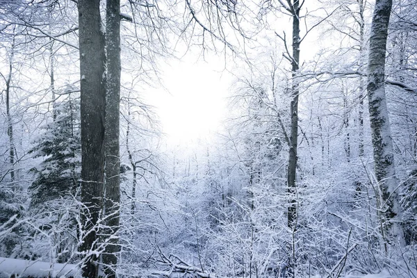 雪に覆われた森の中の冬のワンダーランド — ストック写真