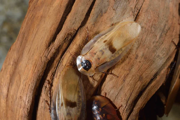 Cueva gigante de mosaico cucaracha —  Fotos de Stock