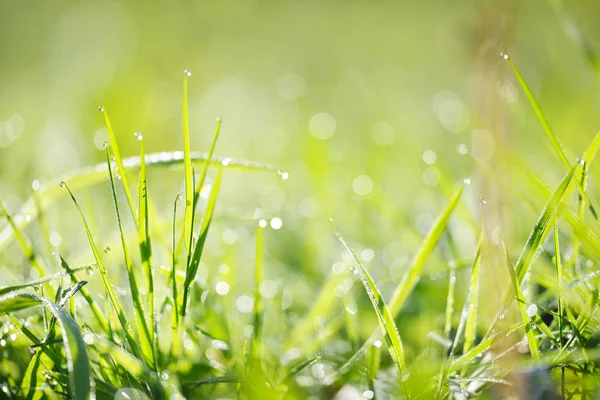 Gräs med morgon dagg droppar — Stockfoto
