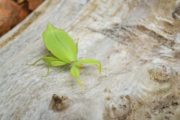 緑の葉のようなスティック昆虫 Phyllium-レヴェンシュタイン腫瘍 — ストック写真