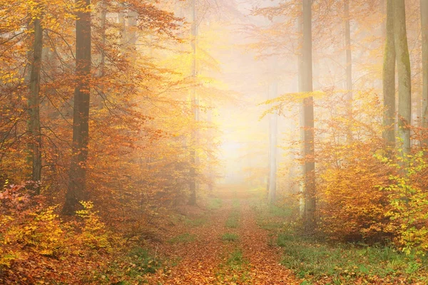 Mystérieux brouillard matinal dans la forêt d'automne — Photo
