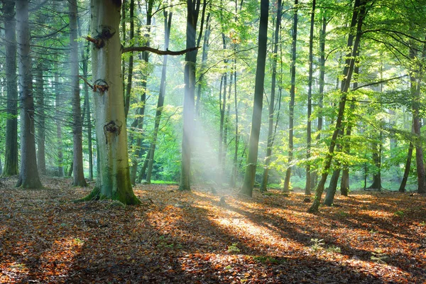 Raggi di sole in una nebbia in una foresta nebbiosa — Foto Stock