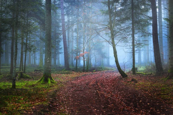 A path through dark and mysterious pine forest — Stock Photo, Image