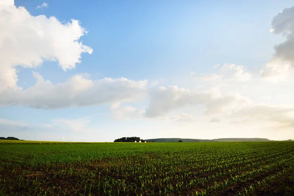 Fersk, frodig grønn eng om sommeren – stockfoto