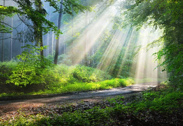Güneş ışınlı orman yolu — Stok fotoğraf