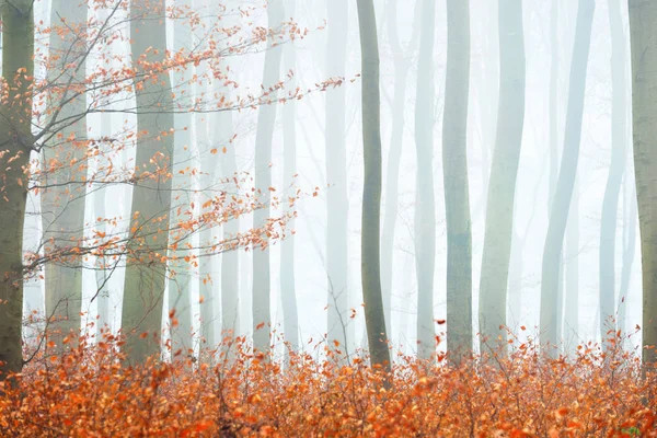 Sisli sonbahar Orman ağacı siluetleri ile