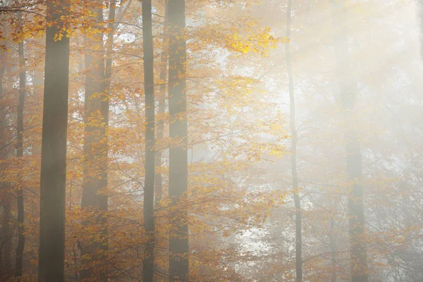 Μυστηριώδη πρωινή ομίχλη σε ένα Φθινοπωρινό δάσος — Φωτογραφία Αρχείου