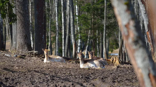 Fallow cervos fêmeas descansando em uma floresta — Fotografia de Stock