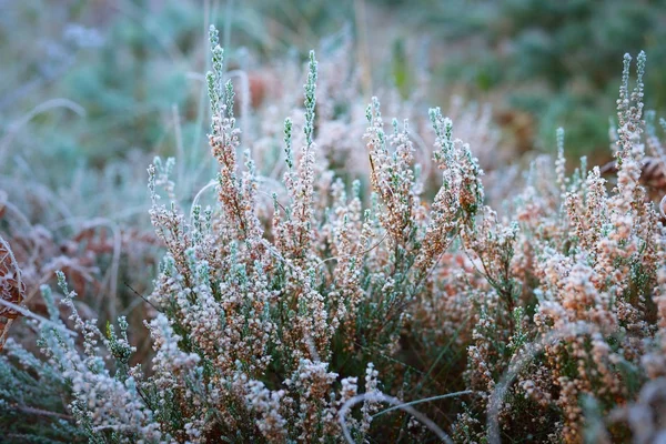Κατεψυγμένα φυτά για το χειμώνα με την πάχνη τους — Φωτογραφία Αρχείου