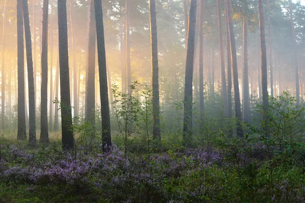 Nebliger Sonnenaufgang im schönen Laubwald — Stockfoto