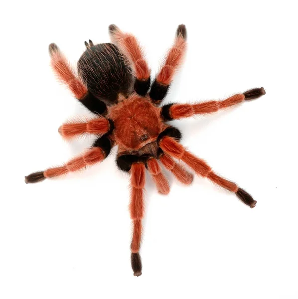 Birdeater tarantula spider Brachypelma boehmei — 스톡 사진