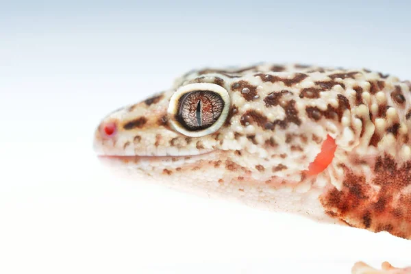 Leopard gecko Eublepharis macularius — Stock Photo, Image