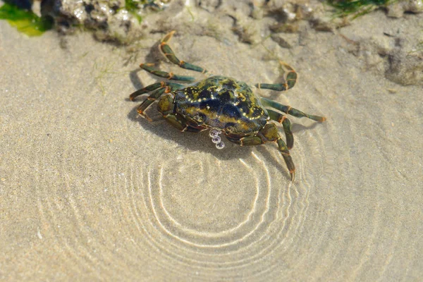 Zoutwater shore krab op het zand — Stockfoto