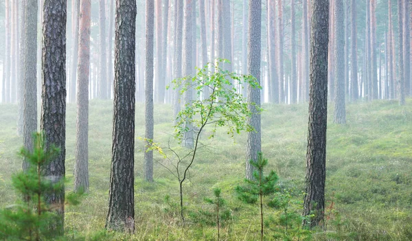 Foggy sunrise in the beautiful deciduous forest — Stock Photo, Image