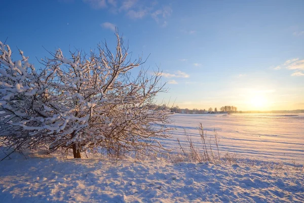 Verschneiter Baum und untergehende Wintersonne — Stockfoto