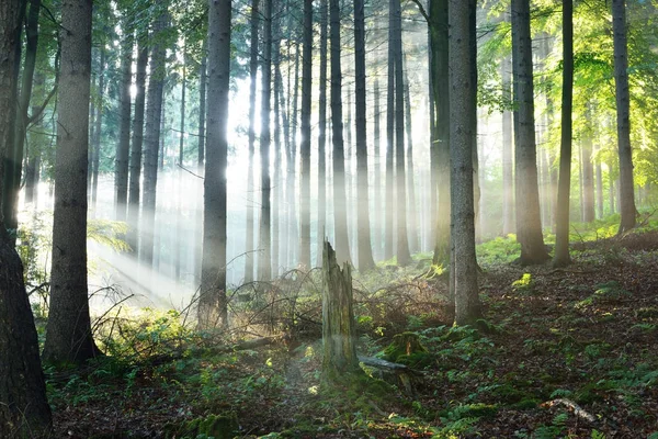Rayos de sol en una niebla en un bosque brumoso —  Fotos de Stock