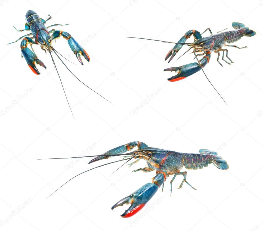Australian crayfish Cherax quadricarinatus