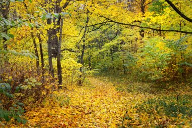 Eski parkta bir sonbahar sokak