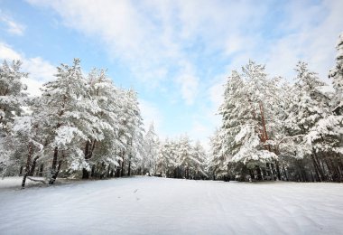 İrtifa çam ağacı orman