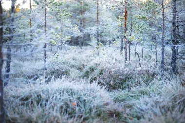 İn Rime'ı ile kaplı bataklık orman