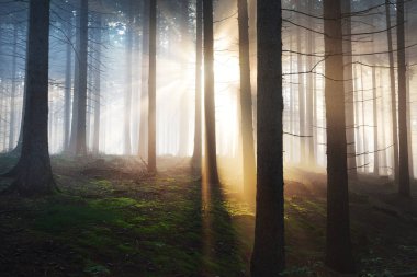 Güneş ışınları bir sisli gizemli ormanda