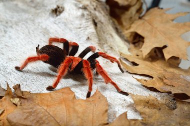 Birdeater tarantula spider Brachypelma boehmei
