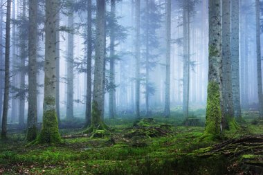 Karanlık ve gizemli çam ormanı içinde sis