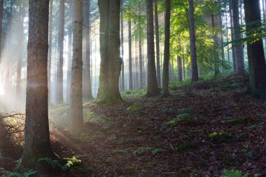 Güneş ışınları puslu bir ormandaki bir siste