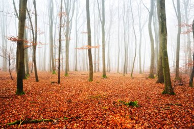 Sisli sonbahar Orman ağacı siluetleri ile