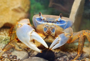 Rainbow crab Cardisoma armatum clipart