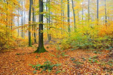 Güzel kayın ağacı orman Güz