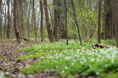 Bahar ormandaki yabani Anemone çiçekler