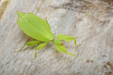 Yeşil leaflike böcek sopa Phyllium giganteum