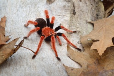 Birdeater tarantula spider Brachypelma smithi