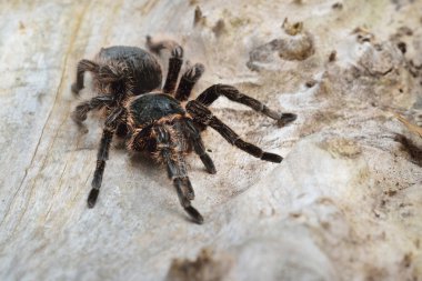 Birdeater curlyhair tarantula spider Brachypelma albopilosum
