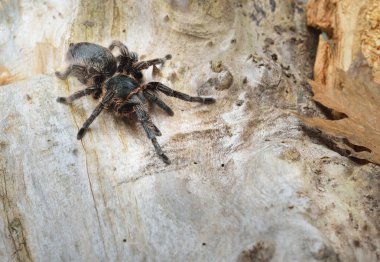 Birdeater curlyhair tarantula spider Brachypelma albopilosum