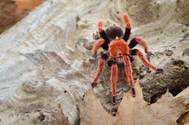 Birdeater tarantula spider Brachypelma smithi