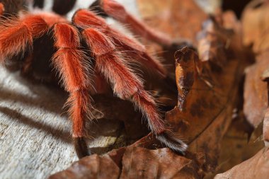 Birdeater tarantula spider Brachypelma boehmei