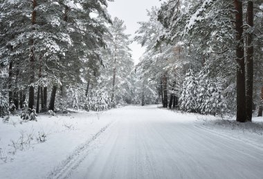 Asfaltsız kış orman yolu