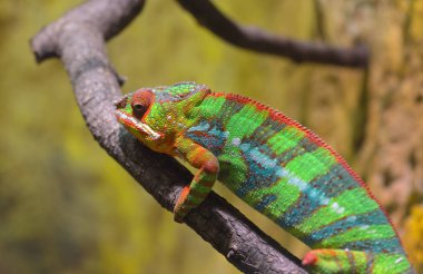 Bir dalda dinlenme renkli Panter bukalemun